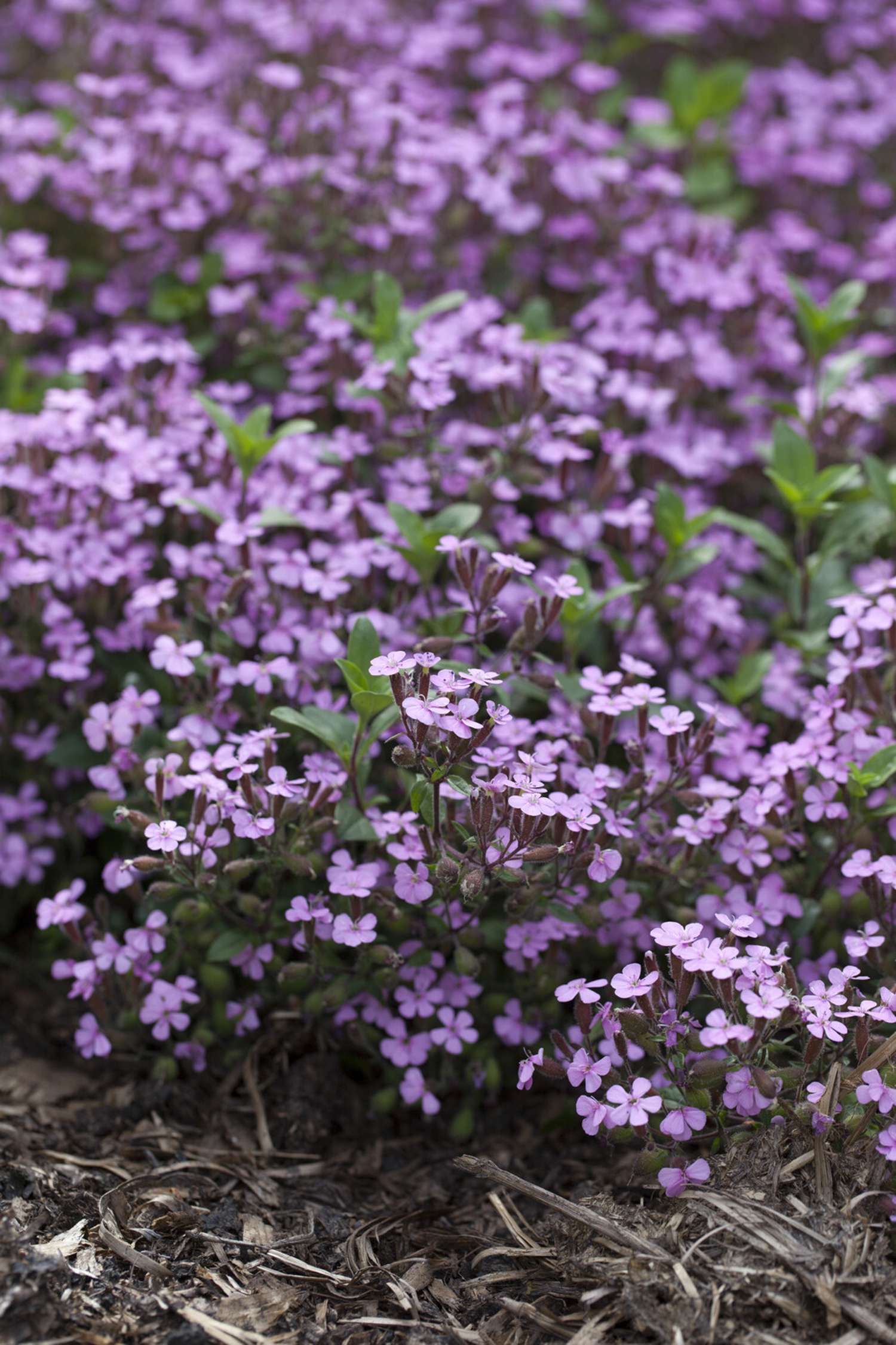 Suopayrtti 'Ocymoides'